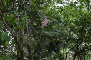20160619　ムラサキニガナ(紫苦菜)の花  (1)